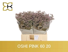 Limonium Safora Oshi Pink 60cm 20gr.