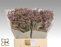 Limonium Sinense Blush Diamond 60cm 20gr.