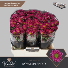 Chrysanth Santini Rossi Splendid 55cm 44gr.