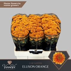Chrysanth Santini Ellison Orange 55cm 48gr.
