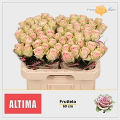Rosa Frutteto 60cm