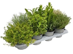 Garden Herbs Mix 14Ø 25cm