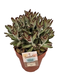 Kalanchoe Tomentosa 14Ø 25cm