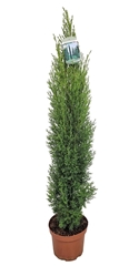Cupressus Totem 19Ø 100cm