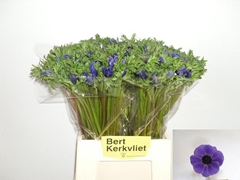 Anemone Coronaria Carmel Blue 44cm