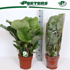 Calathea Orbifolia 24Ø 85cm