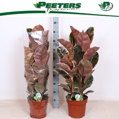 Ficus Belize 24Ø 100cm
