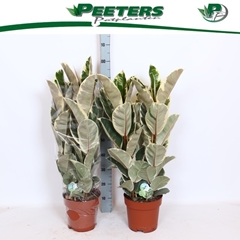 Ficus Tineke 24Ø 90cm