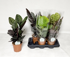 Calathea Mix 17Ø 60cm