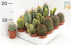 Cactus Mix 5Ø 10cm