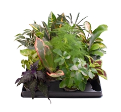 Green Plants Mixed 6Ø 15cm