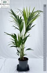 Howea Forsteriana 24Ø 150cm