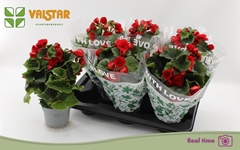 Begonia Double Baladin 13Ø 35cm