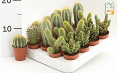 Cactus Mix 5Ø 10cm