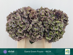 Hydrangea Royal Opera Classic 40cm 14-16cm Hd