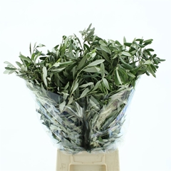 Olea Europaea Per Bunch 60cm 300gr.