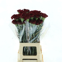 Dianthus Single Zurigo 70cm