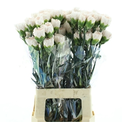 Dianthus Single Brut 70cm