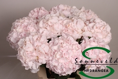 Hydrangea Sweet Verena 60cm 13-15cm Hd
