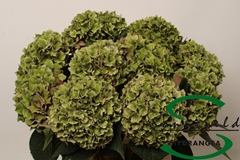 Hydrangea Rodeo Red Classic 60cm 8-10cm Hd