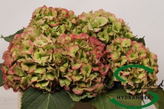 Hydrangea Verena Classic 50cm 17-19cm Hd