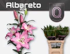 Lily Oriental Albareto 85cm 2+