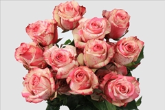 Rosa Magic Times 50cm
