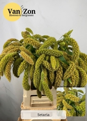 Setaria Italica Volle Melk 70cm