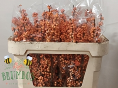 Ilex Verticillata Winter Gold 70cm
