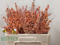 Ilex Verticillata Winter Gold 50cm