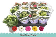 Kalanchoe Double Mix 9Ø 19cm