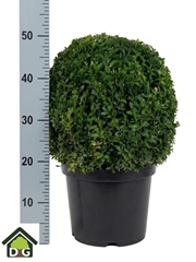 Buxus Sempervirens 27Ø 50cm