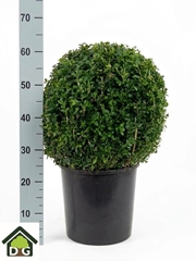 Buxus Sempervirens 34Ø 60cm