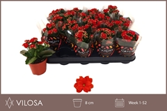 Kalanchoe Double Rubio Red 8Ø 15cm
