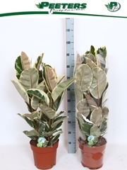 Ficus Tineke 24Ø 90cm