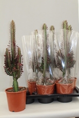 Euphorbia Trigona Rubra 17Ø 80cm