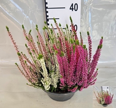 Calluna Beauty Ladies Quattro Mix In Pot 23Ø 30cm