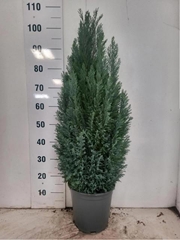 Chamaecyparis Ellwoodii 24Ø 105cm