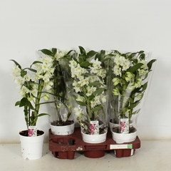 Dendrobium Star Class Apollon 12Ø 45cm 2st