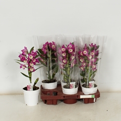 Dendrobium Nobile Cultivars 12Ø 40cm 1st