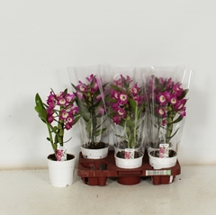 Dendrobium Nobile Cultivars 12Ø 40cm 1st