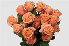 Rosa Carpe Diem+ 50cm