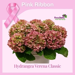 Hydrangea White Verena Classic 80cm 20-22cm Hd