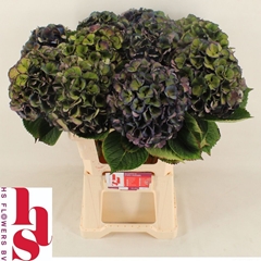 Hydrangea Royal King Classic 60cm 18-20cm Hd