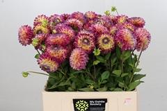 Dahlia Hapet Daydream 55cm