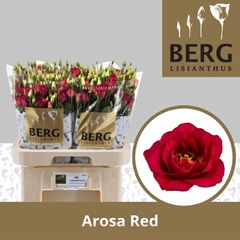 Eustoma Double Arosa Red 70cm