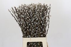 Salix Caprea Snow Flake 70cm