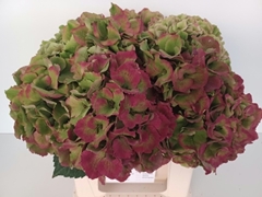 Hydrangea Royal Palace Classic 40cm 18-20cm Hd