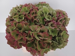Hydrangea Royal Palace Classic 40cm 15-17cm Hd