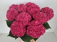 Hydrangea Glowing Alps 65cm 11-13cm Hd